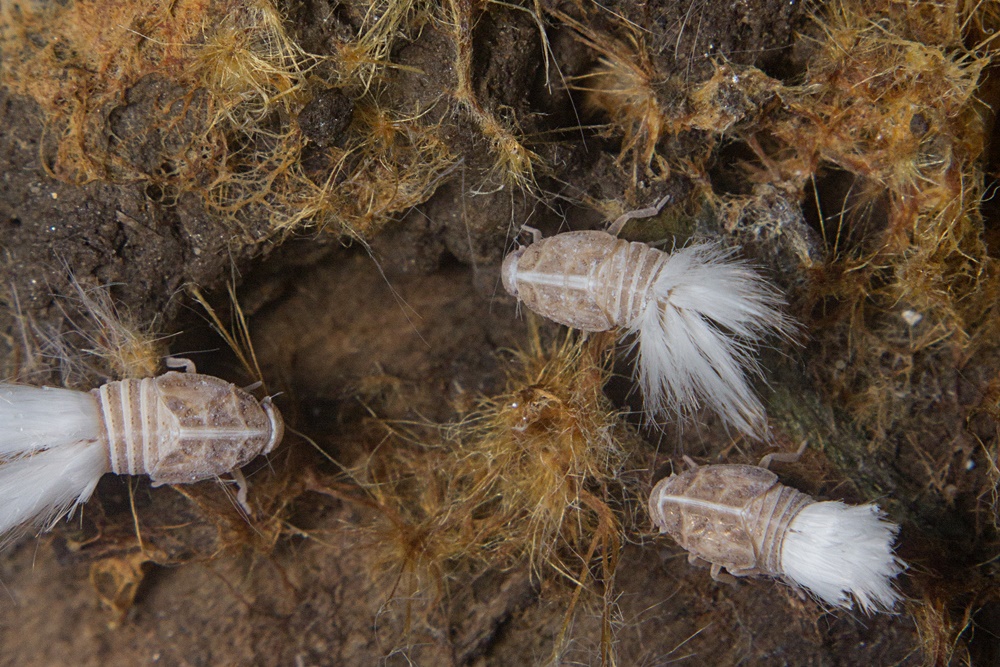 Glasflgelzikade-Larve Cixiidae Fulgoroidae Zikade Hemiptera Insect Insekt Larva Nymph Cixiid fulgoroid cicada planthoppers 2x3 1000px.jpg